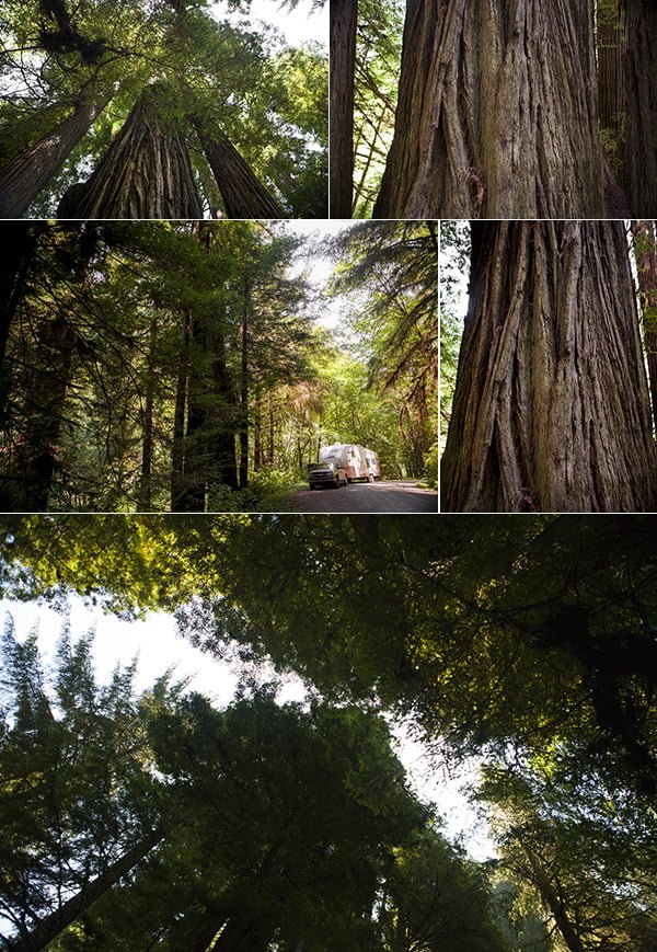 Redwoods